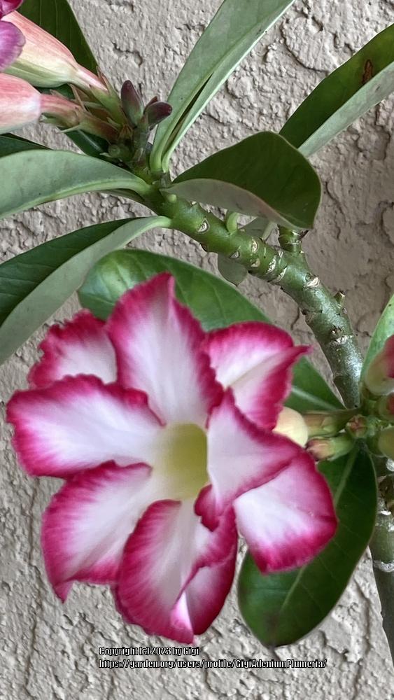 Photo of Desert Rose (Adenium obesum 'Double Noble') uploaded by GigiAdeniumPlumeria