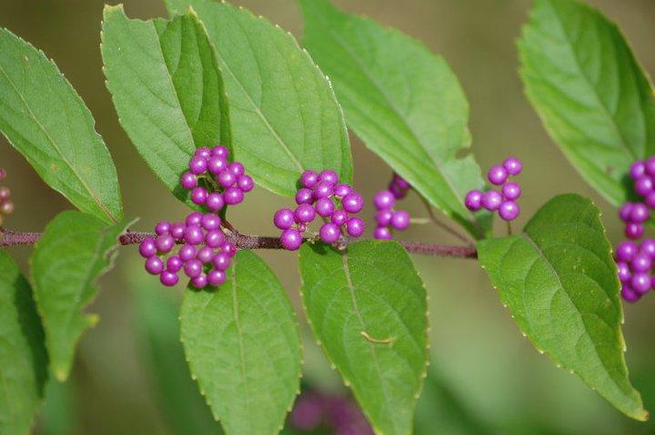 Photo of Beautyberry (Callicarpa dichotoma 'Early Amethyst') uploaded by pixie62560