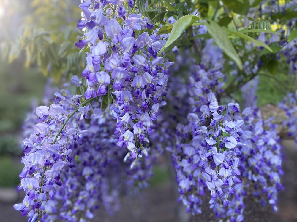 Photo of Chinese Wisteria (Wisteria sinensis) uploaded by AngieVanIsld