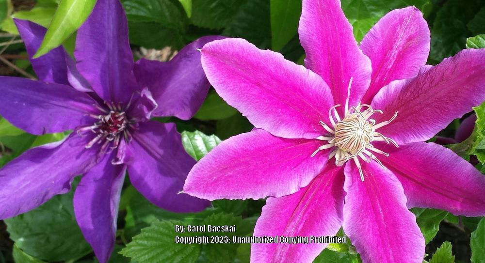 Photo of Clematis uploaded by Artsee1