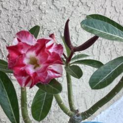Location: My garden in Tampa, Florida
Date: 2023-10-26
Seedpod on my grafted desert rose, successful hand pollination.