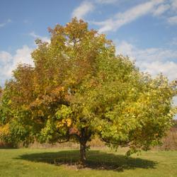 Location: Morton Arboretum in Lisle, Illinois
Date: 2023-10-24
maturing specimen starting to get fall color