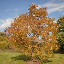 Location: Morton Arboretum in Lisle, Illinois
Date: 2023-10-24
maturing specimen displaying fall color