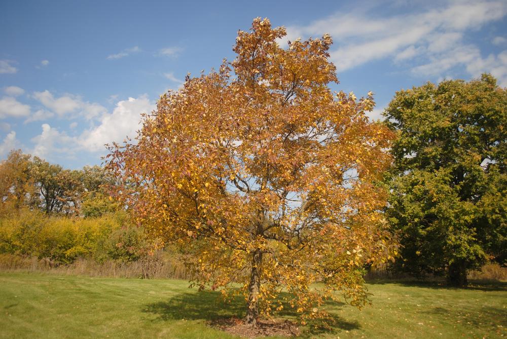 Photo of Chinese Ash (Fraxinus chinensis) uploaded by ILPARW