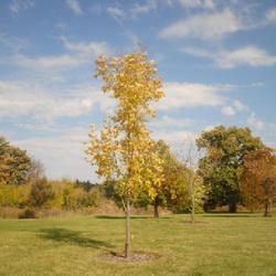 Location: Morton Arboretum in Lisle, Illinois
Date: 2023-10-24
newly planted tree from several years before in fall color
