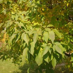Location: Morton Arboretum in Lisle, Illinois
Date: 2023-10-24
leaves on a tree still green before fall color