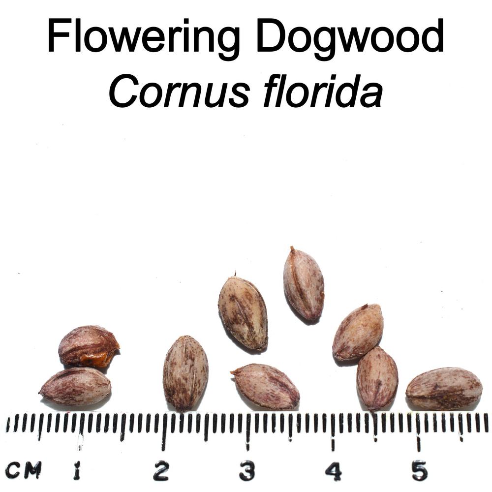 Photo of Flowering Dogwood (Cornus florida) uploaded by mmolyson