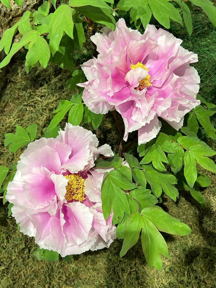 Photo of Peonies (Paeonia) uploaded by Floridian