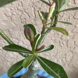 Location: My garden in Tampa, Florida
Date: 2103-10-15
My grafted desert rose has buds and seedpod.