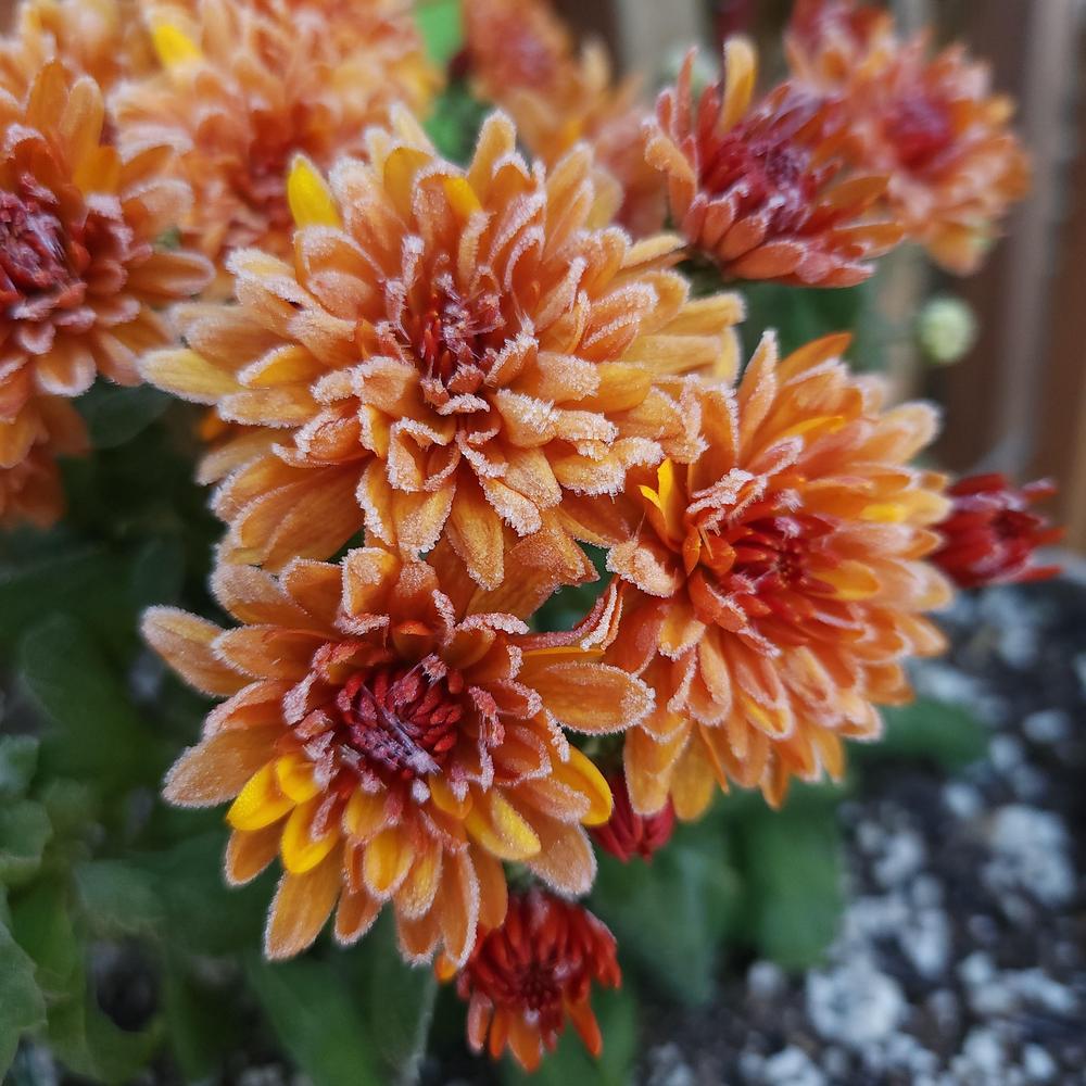 Photo of Garden Mum (Chrysanthemum x morifolium 'Fireglow Bronze') uploaded by WhiteHorseTrove