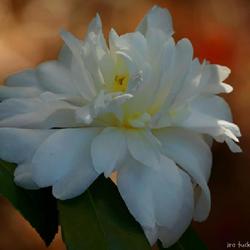 Location: duke gardens, durham, north carolina
Date: 10-28-2023
hybrid camellia, 'Snow Flurry'