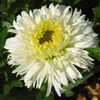 Shasta Daisy (Leucanthemum x superbum 'Macaroon') single bloom