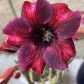 A bug in my Sakda Purple desert rose’s bloom.