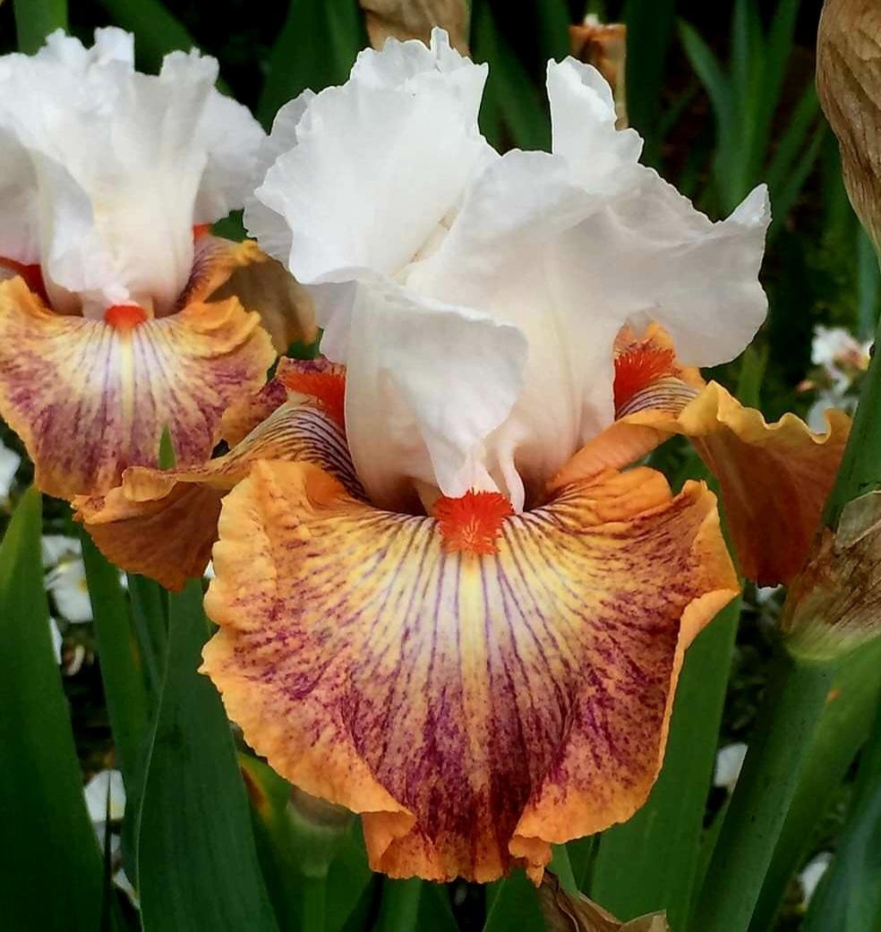 Photo of Tall Bearded Iris (Iris 'Colours of the Wind') uploaded by gwhizz