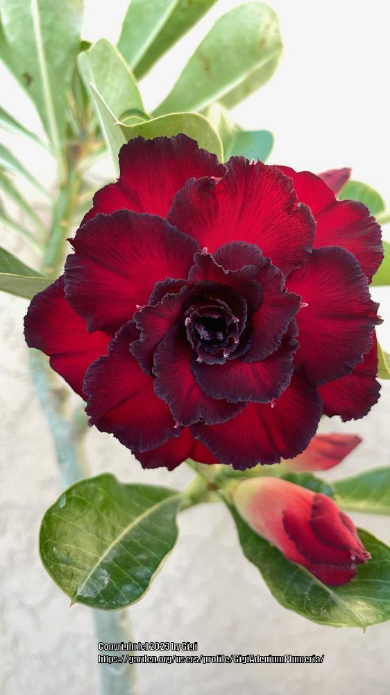 Photo of Desert Rose (Adenium 'Good Night') uploaded by GigiAdeniumPlumeria