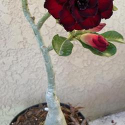 Location: My garden in Tampa, Florida
Date: 2023-11-21
My new grafted desert rose.