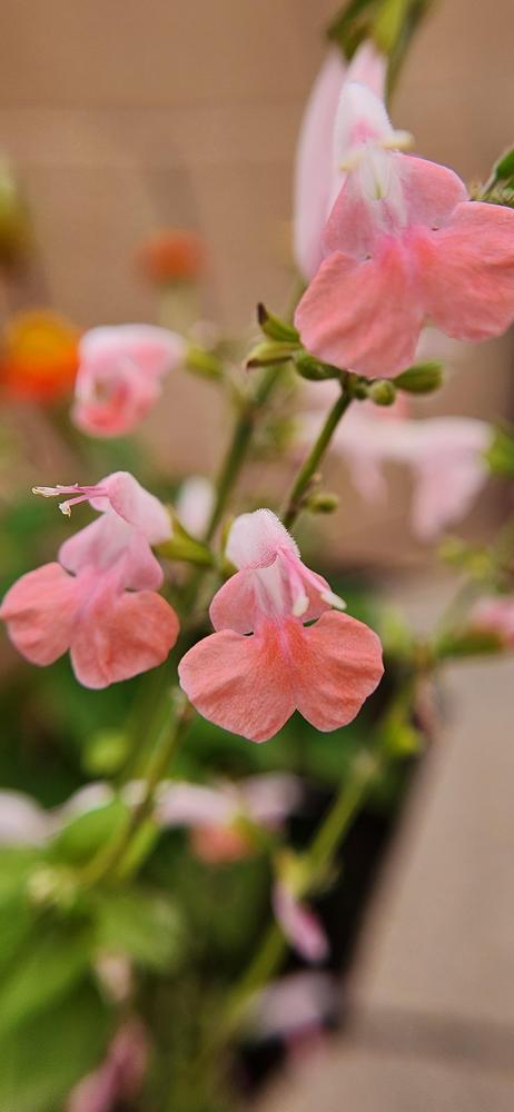 Photo of Sage (Salvia coccinea Summer Jewel™ Pink) uploaded by Mdntnmtgmy