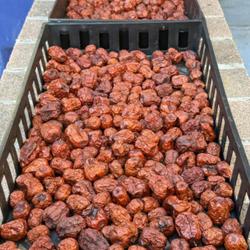 Location: Sacramento CA.
Date: 2023-11-20
Jujubes (Ziziphus jujuba) being air dried. There are also Ginko b