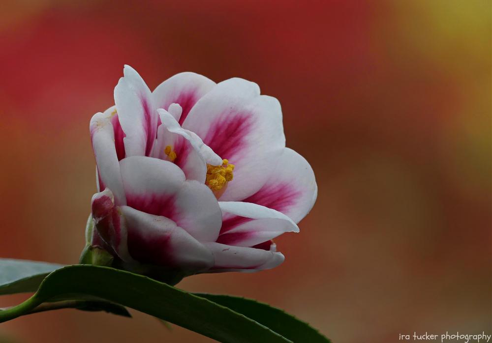 Photo of Japanese Camellia (Camellia japonica 'Tama Peacock') uploaded by drirastucker