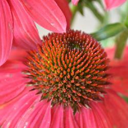Location: in my garden
Date: 2017-05-25
A mysterious, dusky and subtle version of Coneflower