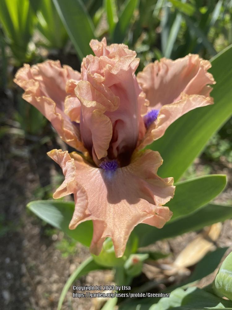 Photo of Intermediate Bearded Iris (Iris 'Bahama Blues') uploaded by GreenIris