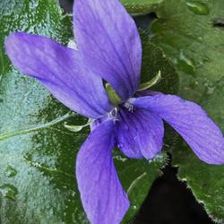 Location: Grassy Creek, NC
Date: 2023-10-24
Viola odorata