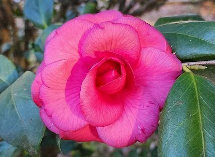 Photo of Camellias (Camellia) uploaded by tomithey