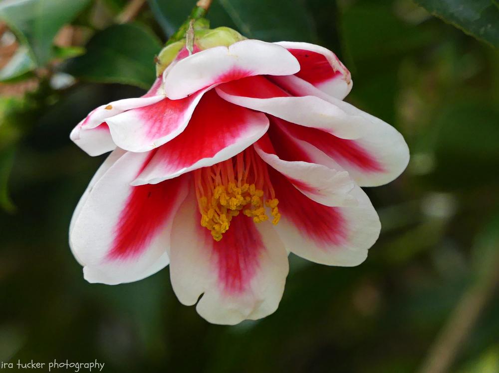 Photo of Japanese Camellia (Camellia japonica 'Tama Peacock') uploaded by drirastucker