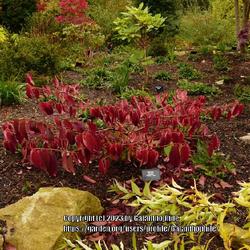 Location: RHS Harlow Carr gardens, Yorkshire, England UK 
Date: 2020-10-17
Viburnum plicatum Mariesii