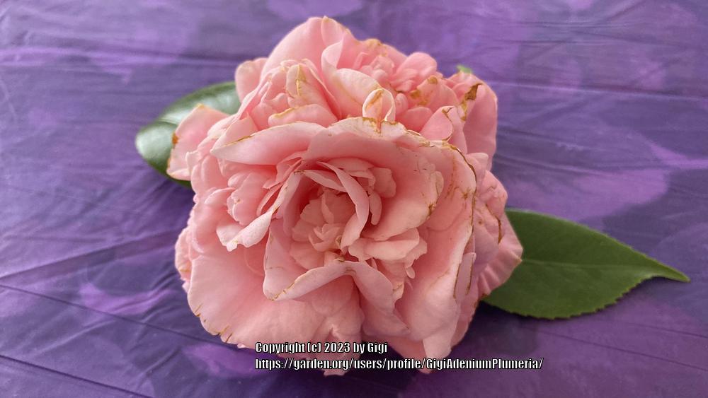 Photo of Camellias (Camellia) uploaded by GigiAdeniumPlumeria