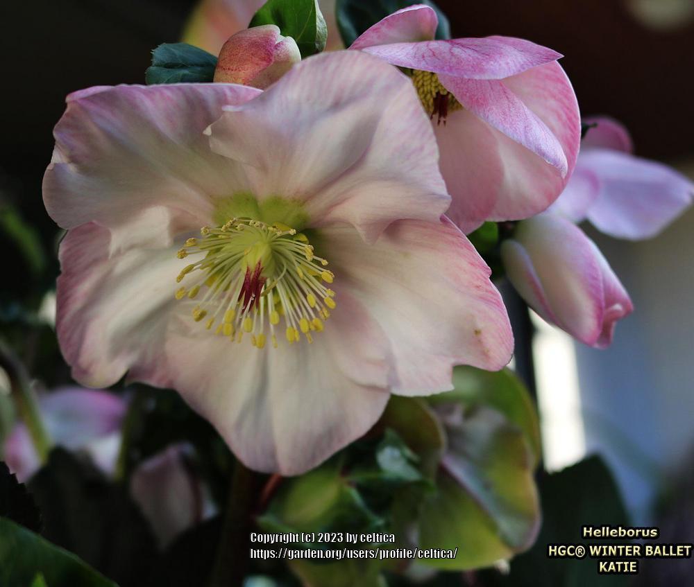 Photo of Lenten Rose (Helleborus orientalis) uploaded by celtica