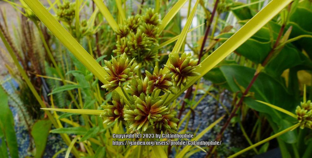 Photo of Yellow Nutsedge (Cyperus esculentus) uploaded by Galanthophile
