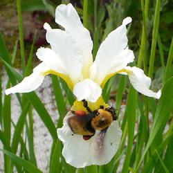 Location: Nora's Garden - Castlegar, B.C.
Date: 2018-06-07
#Pollination - A bumblebee is hugging Snow Queen.