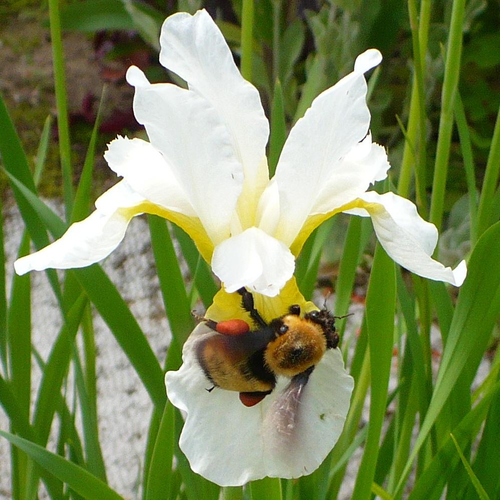 Photo of Siberian Iris (Iris 'Snow Queen') uploaded by HemNorth