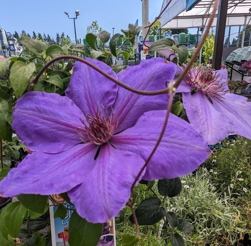 Photo of Clematis 'Elsa Spath' uploaded by Joy