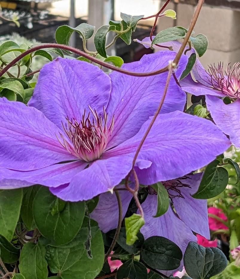 Photo of Clematis 'Elsa Spath' uploaded by Joy