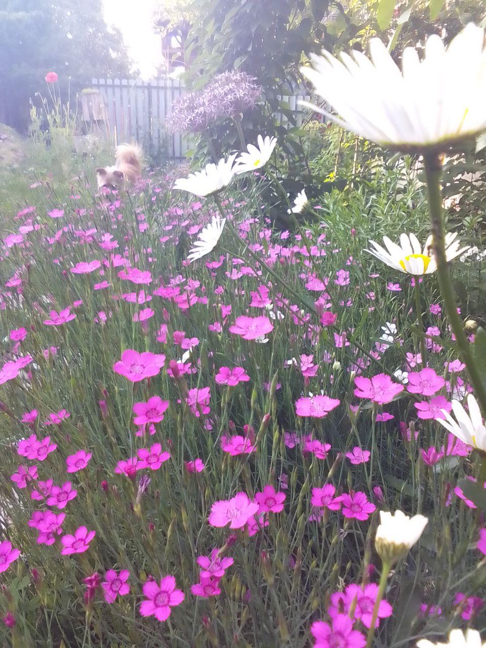 Photo of Maiden Pink (Dianthus deltoides) uploaded by Natalis