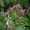 Campanula lactiflora 'Prichard's Variety'