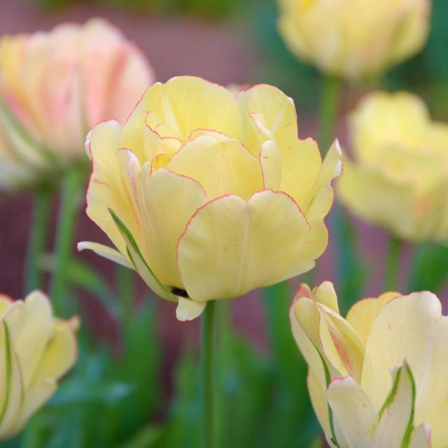 Photo of Tulip (Tulipa 'Akebono') uploaded by Joy
