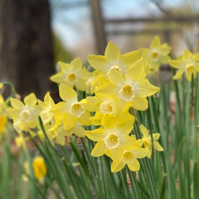 Photo of Miniature Jonquilla Daffodil (Narcissus 'Pipit') uploaded by Joy