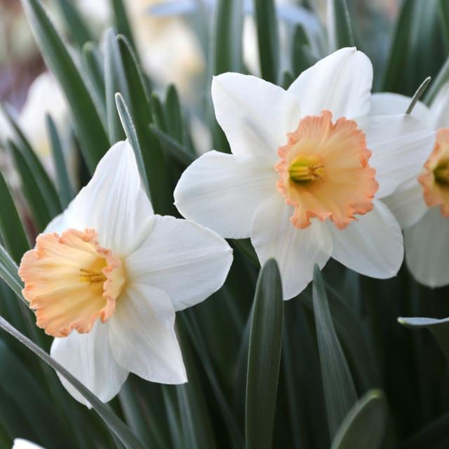 Photo of Large-Cupped Daffodil (Narcissus 'Pink Charm') uploaded by Joy