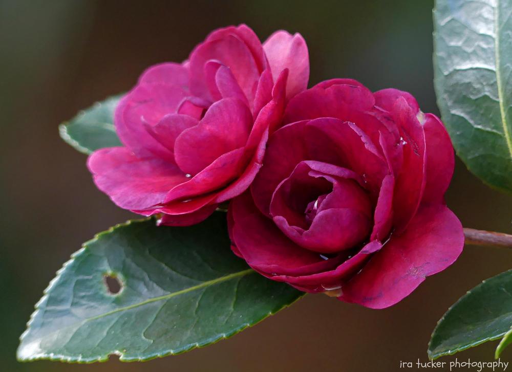Photo of Camellia (Camellia hiemalis 'Green's Blues') uploaded by drirastucker