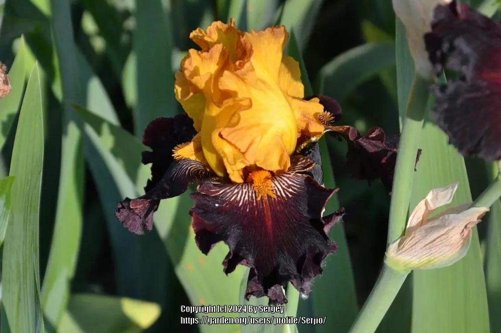 Photo of Tall Bearded Iris (Iris 'Rise Like a Phoenix') uploaded by Serjio