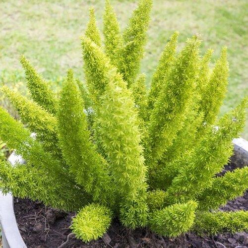 Photo of Foxtail Fern (Asparagus densiflorus 'Myers') uploaded by Joy