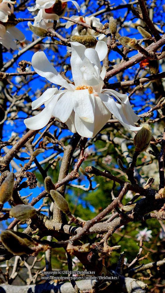 Photo of Star Magnolia (Magnolia stellata) uploaded by WebTucker
