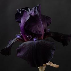 Location: Vancouver, BC, Canada
Date: 2022-06-14
Iris 'Grape Harvest'