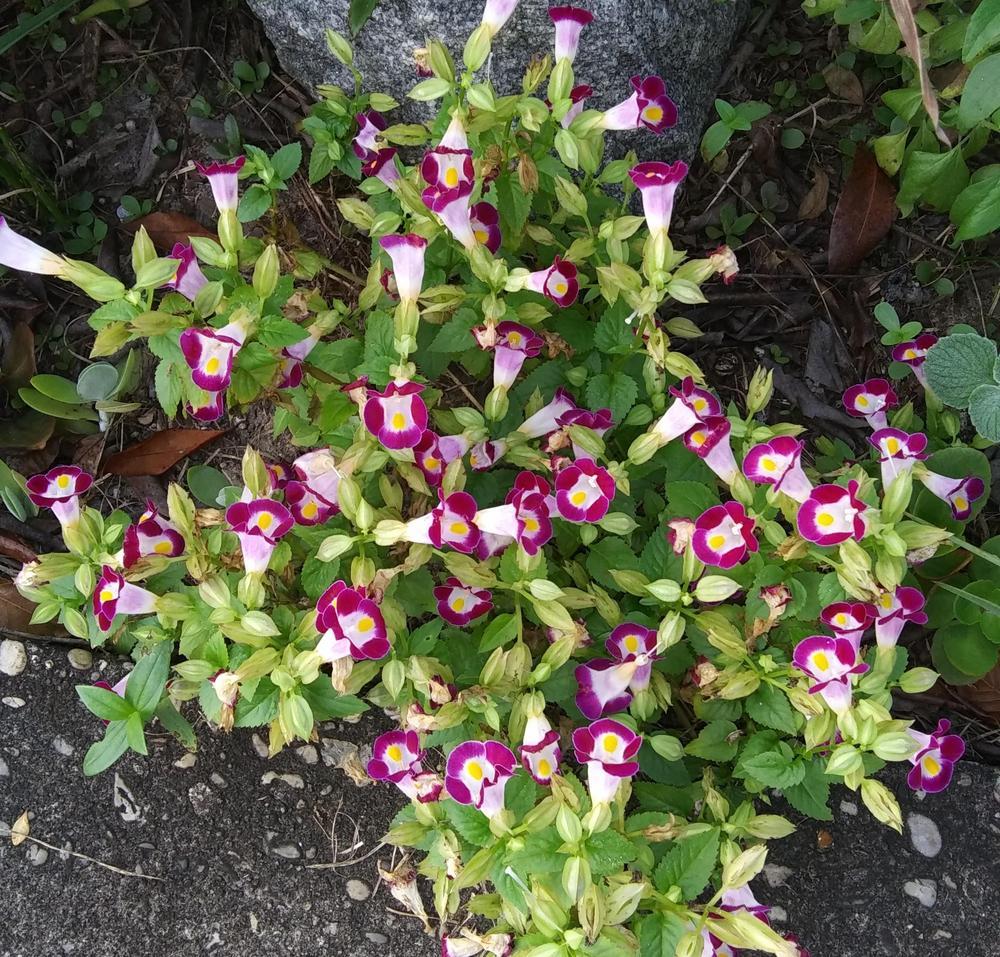 Photo of Wishbone Flower (Torenia fournieri) uploaded by purpleinopp