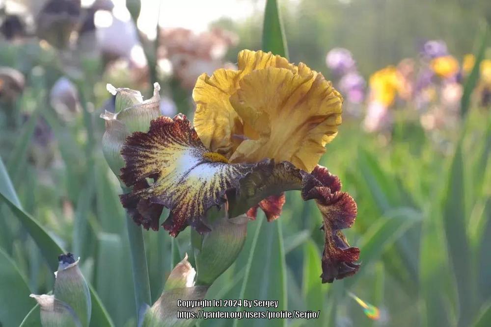 Photo of Tall Bearded Iris (Iris 'Western Outlaw') uploaded by Serjio