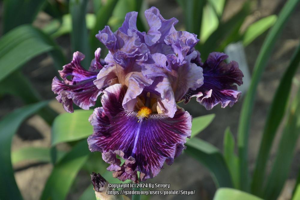 Photo of Tall Bearded Iris (Iris 'Chamber of Secrets') uploaded by Serjio