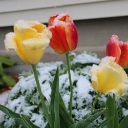 
Date: 2021-03-21
Springtime tulips in the snow a few years ago